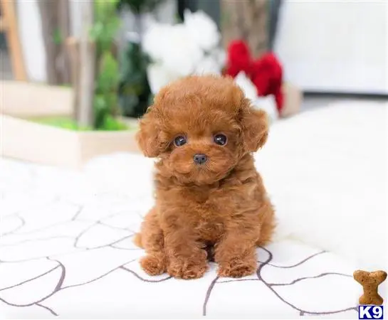 Maltipoo puppy for sale